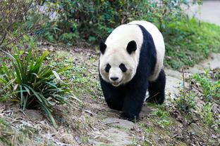 记者：泰山队晋级亚冠八强，证明后金元时代中超球队是可以行的